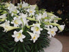 Easter Lily Bulbs ,Lilium .-,3 Bulbs, ,Suitable for forcing - Caribbeangardenseed
