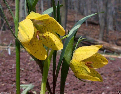 FRITILLARIA collina (10 SEEDS) yellow with purple checkered pattern,Perennial - Caribbeangardenseed
