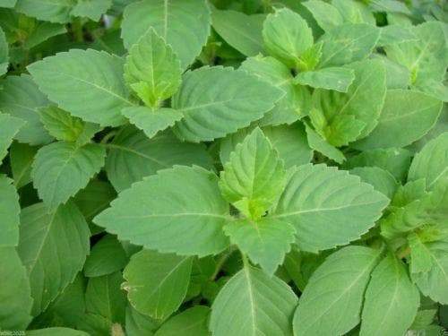 Holy basil Seeds, An Herb Native To India, known As Tulsi ! - Caribbeangardenseed