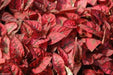 Hypoestes Seeds (Splash Select Red) 50 Seeds,Great Indoor or outdoor ! - Caribbeangardenseed