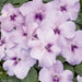 Impatiens Xtreme Lavender-Flowers Seed - Caribbeangardenseed