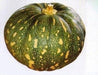 Jamaican FLAT Pumpkin SeedS (Calabaza) WINTER squash - Caribbeangardenseed