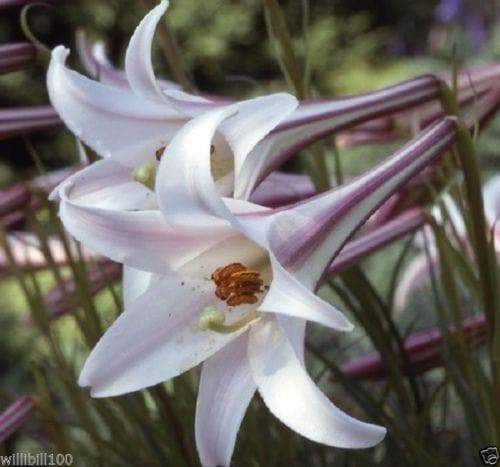Lilium formosanum var. pricei (10 Seeds) 'Dwarf Formosa Lily, Perennial ! - Caribbeangardenseed