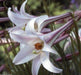 Lilium formosanum var. pricei (50 Seeds) 'Dwarf Formosa Lily, Perennial ! - Caribbeangardenseed