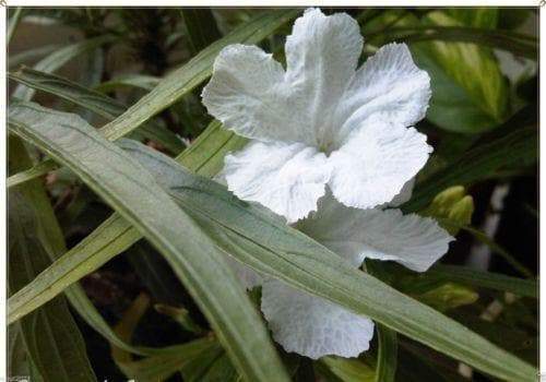 Mexican petunias Seed- Ruellia brittoniana 'Souther Star White' 30 Seeds! - Caribbeangardenseed