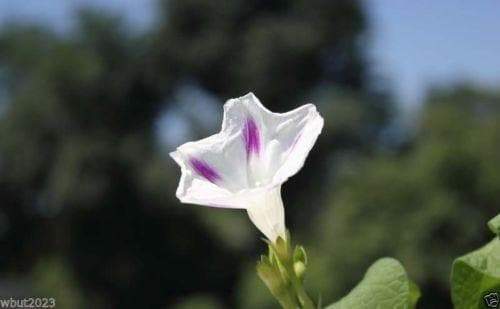 Morning Glory Seeds - Shiva (Ipomoea Purpurea Shiva) 10 Flowers Seeds~PERENNIAL - Caribbeangardenseed