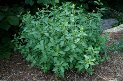 Spearmint Seeds (Mentha Spicata)~500 Seeds, - Caribbeangardenseed