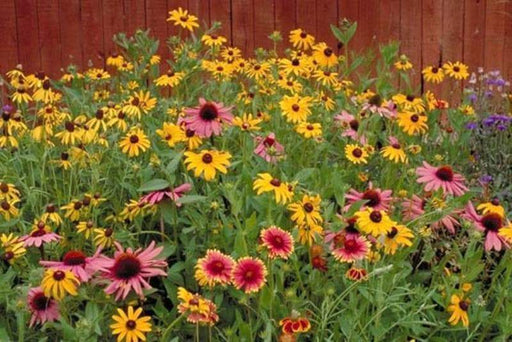 Perennial Wild Flower Seed Mix,(Mixtures for Special Uses) 1 oz Covers approximately 225 square feet - Caribbeangardenseed