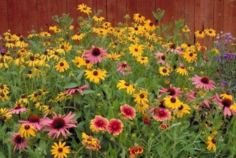 Perennial Wild Flower Seed Mix,(Mixtures for Special Uses) 1 oz Covers approximately 225 square feet - Caribbeangardenseed