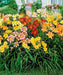 5 ASSORTED DAYLILY ASSORTED DAYLILIES! 4 PLANT Root - Caribbeangardenseed