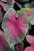 Caladium 'Brandywine'(5 Bulbs) Fancy Leaf Caladium - Caribbeangardenseed
