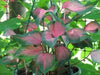 Caladium Florida Sweetheart ( 5 Bulbs) tropical foliage plants - Caribbeangardenseed