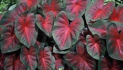 Caladium John Peed,(4 Bulbs) tropical foliage plants - Caribbeangardenseed