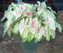 Caladium Miss Muffett ( Bulbs) Angel Wings, tropical foliage plant - Caribbeangardenseed