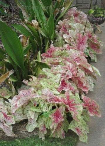 Caladium Miss Muffett ( Bulbs) Angel Wings, tropical foliage plant - Caribbeangardenseed