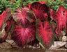 Caladium Bulbs, Red Flash, Tropical Angel Wings - Caribbeangardenseed
