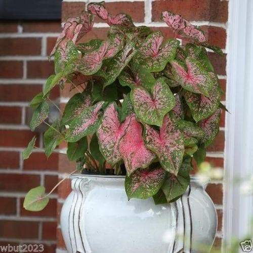 Caladium Tropical Mix ,( Bulbs) Thrives in Heat and Humidity - Caribbeangardenseed