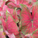 Fancy-leaf Caladium Bulbs (Caladium 'Festivia') Tropical Look, Jamaican Coco Rose - Caribbeangardenseed