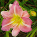 Pink Tirzah Daylily, (3 roots) perennial, fragrant bloom . PLANT BareRoot - Caribbeangardenseed