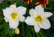Serene Madonna Daylily, (2 year division - Caribbeangardenseed