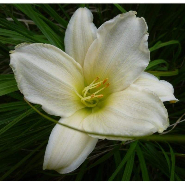 Serene Madonna Daylily, (2 year division - Caribbeangardenseed