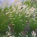 Silky Spike Melic (Melica ciliata) Ornamental Grass Seeds - Caribbeangardenseed