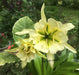 Peruvian Daffodil Bulbs (14/16 cm) sulphur queen - Caribbeangardenseed