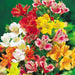 Peruvian Lily Mix (Alstroemeria) FLOWER SEEDS-Perennial - Caribbeangardenseed