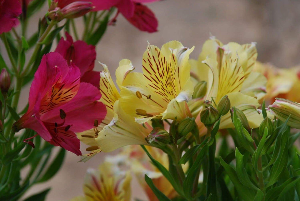 Peruvian Lily Mix (Alstroemeria) FLOWER SEEDS-Perennial - Caribbeangardenseed