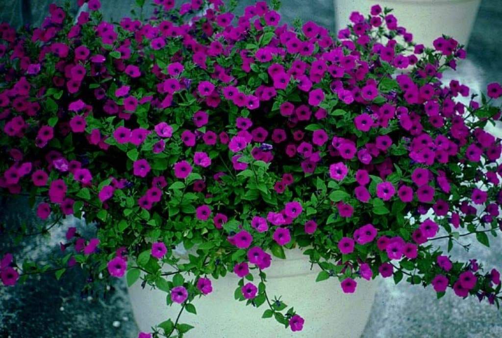 Petunia ~ Laura Bush Petunia~Heirloom More cold tolerant,disease resistant and heat tolerant than hybrids, Great in baskets and containers. - Caribbeangardenseed