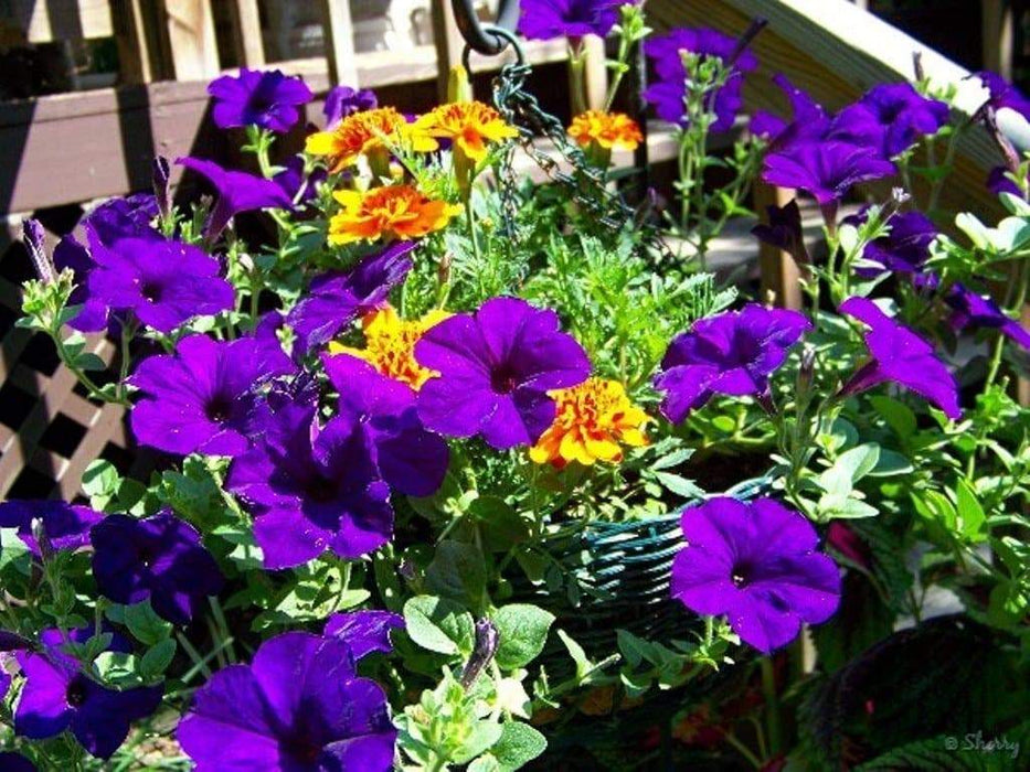 Petunia Seeds Petunia nana compacta (Purple) Wildflower (100 Seeds) Heirloom Excellent for baskets and containers. - Caribbeangardenseed