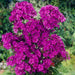 Summer Phlox - NICKY (Plant/ Root) Now Shipping - Caribbeangardenseed