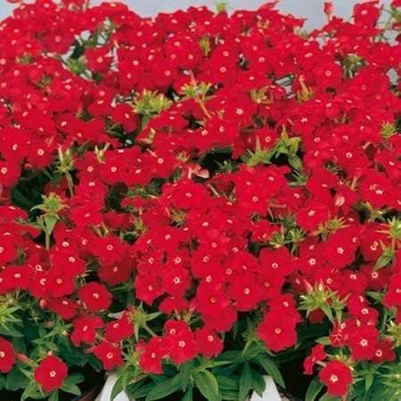 Phlox Seeds - Beauty Scarlet, Great garden flowers ! - Caribbeangardenseed