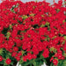 Phlox Seeds - Beauty Scarlet, Great garden flowers ! - Caribbeangardenseed
