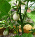 Pianta Delle Uova Seeds, Excellent italian vegetable, Small white Eggplant - Caribbeangardenseed