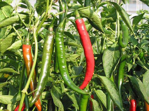 Lungo Picaro hot pepper Seeeds , Capsicum annuum, - Caribbeangardenseed
