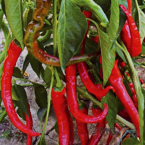 Lungo Picaro hot pepper Seeeds , Capsicum annuum, - Caribbeangardenseed