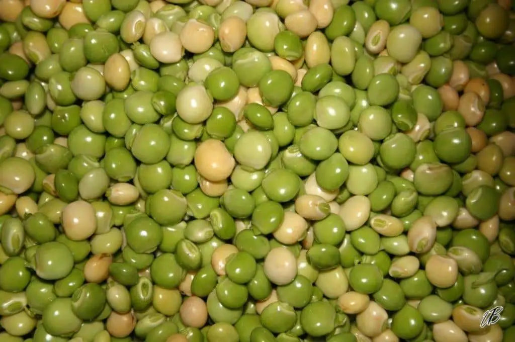 PIGEON PEA Seeds,Gandules Bean,Jamaican CARIBBEAN Gungo/ Congo Peas, - Caribbeangardenseed