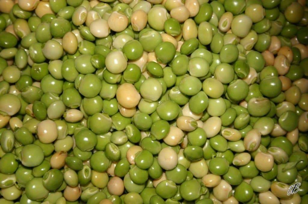 PIGEON PEA Seeds,Gandules Bean,Jamaican CARIBBEAN Gungo/ Congo Peas, - Caribbeangardenseed