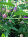 Pimenta Barro Do Ribeiro, PEPPER Seeds (Capsicum baccatum) Multi color - Caribbeangardenseed