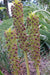 Pineapple Lily Tugela Gem, Bulbs,TROPICAL FLOWERS - Caribbeangardenseed