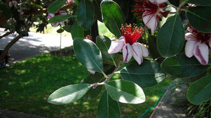 Pineapple Guava SeedS (Acca sellowiana) Fruit Tree Shrub-Perennial ! - Caribbeangardenseed