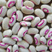 Pink Eyed Purple Hulled Cowpea Seed (vigna unguiculata) Southern Pea - Caribbeangardenseed