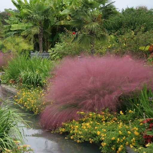Pink Muhly Ornamental Grass Seeds,known as Hairawn Muhly Grass or Gulf Muhly Grass - Caribbeangardenseed