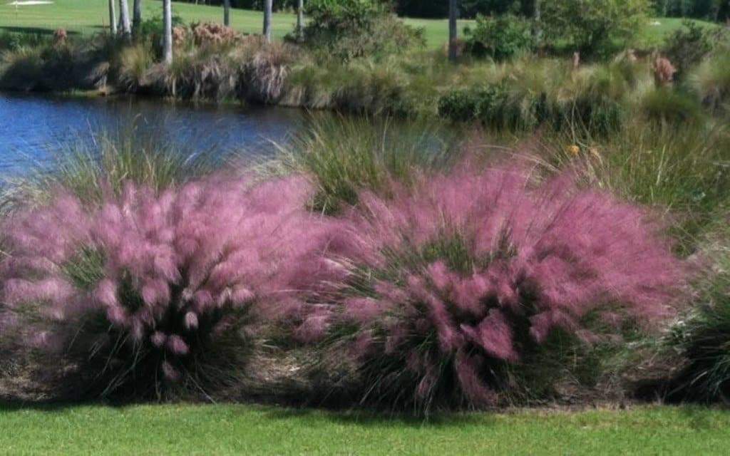 Pink Muhly Ornamental Grass Seeds,known as Hairawn Muhly Grass or Gulf Muhly Grass - Caribbeangardenseed