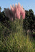 Pink Pampas Grass ,fast growing Ornamental Grass Seeds - Caribbeangardenseed