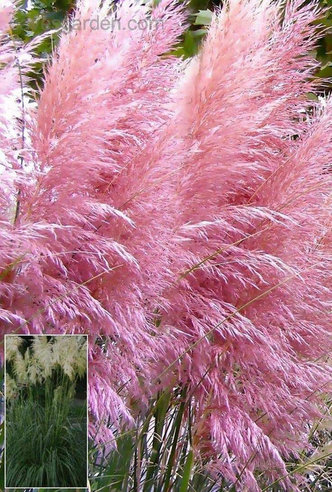 Pink Pampas Grass (Cortaderia selloana) - fast growing Ornamental Grass Seeds-Perennial Zones 7 - 10 - Caribbeangardenseed