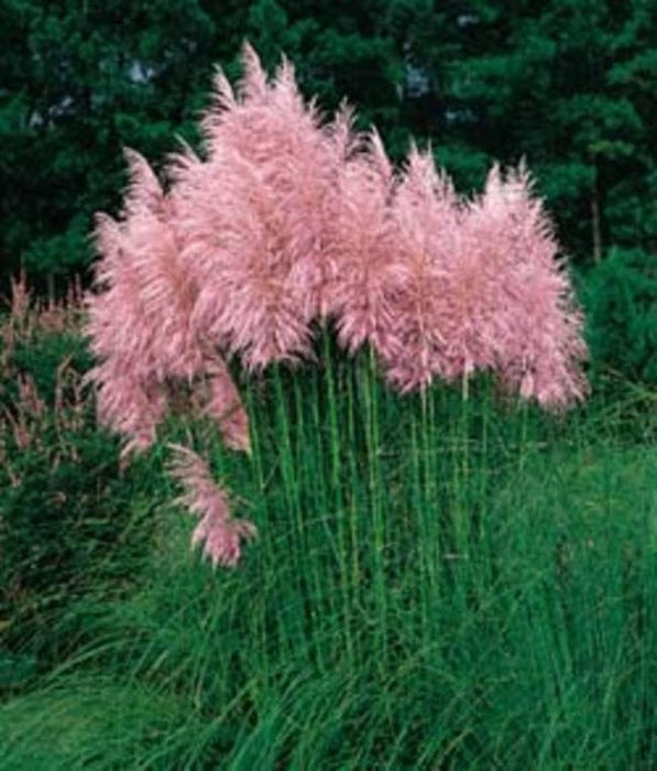 Pink Pampas Grass (Cortaderia selloana) - fast growing Ornamental Grass Seeds-Perennial Zones 7 - 10 - Caribbeangardenseed