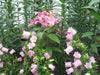 Pink single Canterbury Bells,CAMPANULA medium ,Cup and Saucer Seeds - Caribbeangardenseed