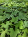 Sweet Potato Slips, O'Henry, Sweet Potato Plants/Slips - Caribbeangardenseed